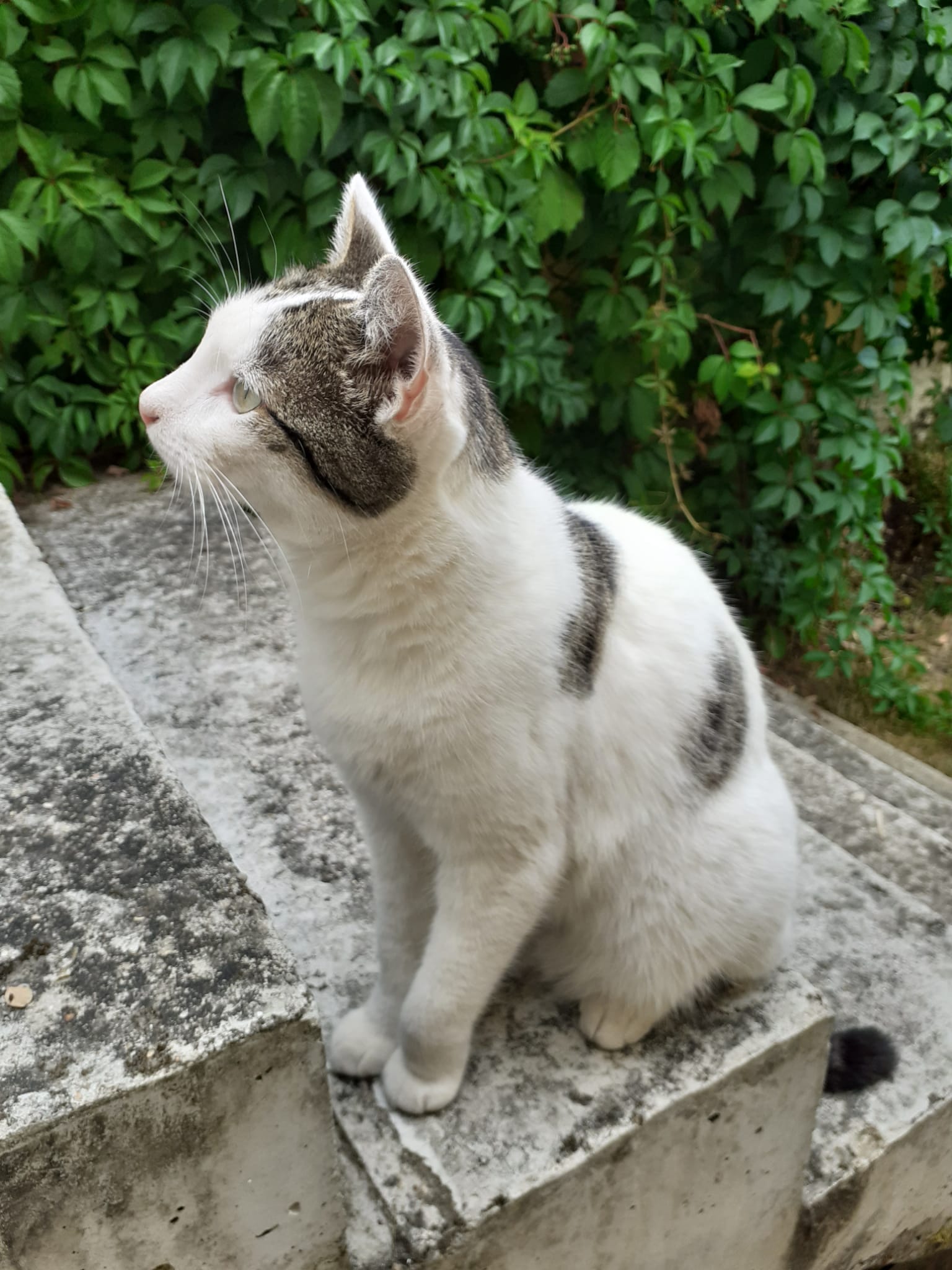 Image de Kiwi