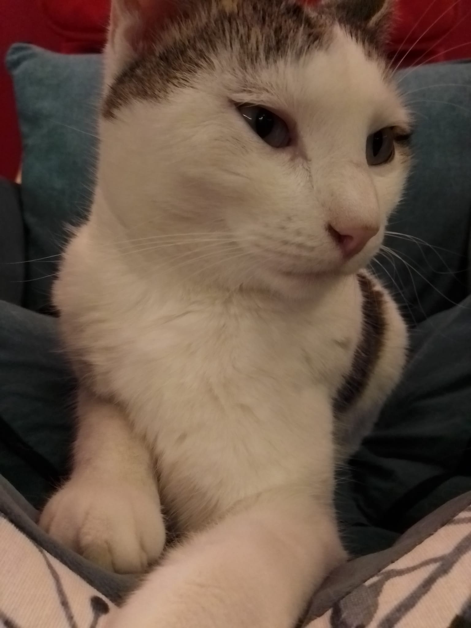 Image de Kiwi