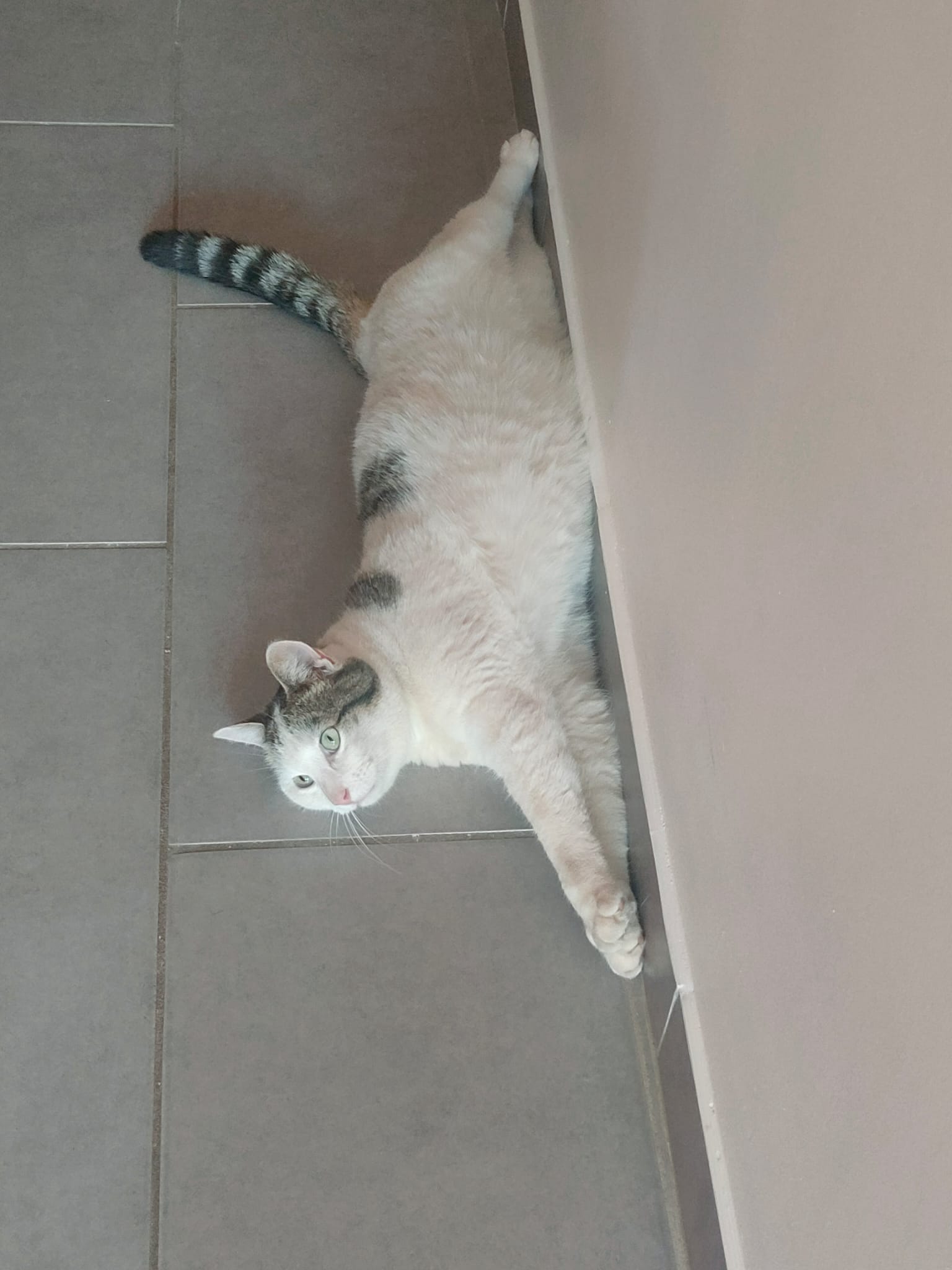 Image de Kiwi