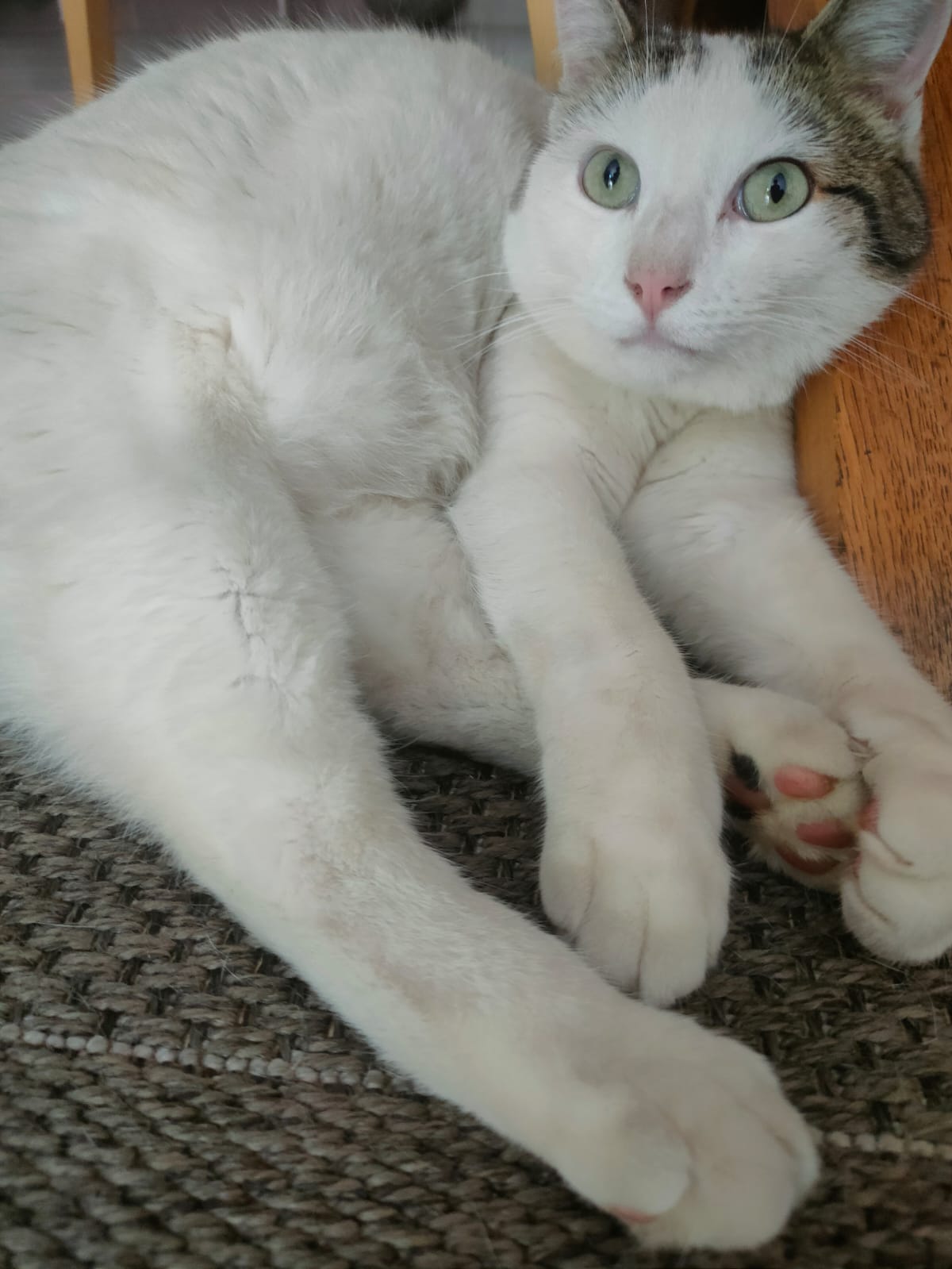 Image de Kiwi