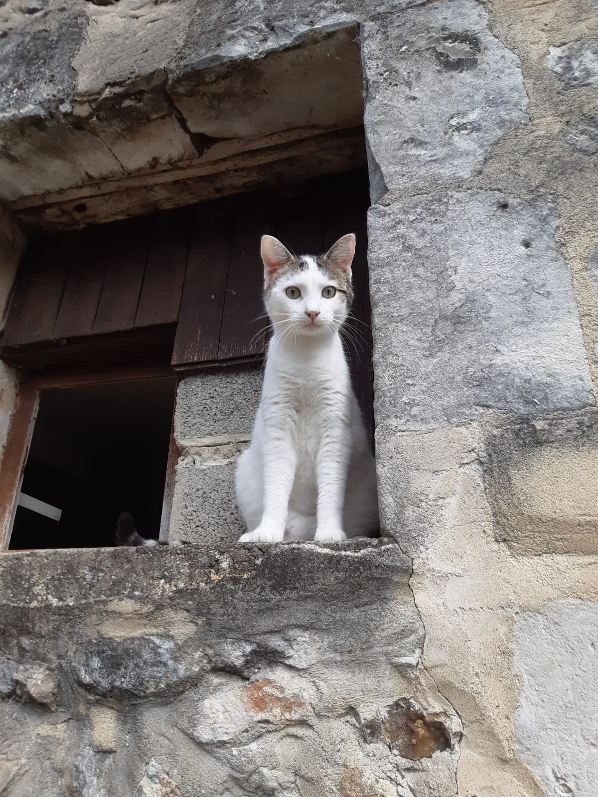 Image de Kiwi