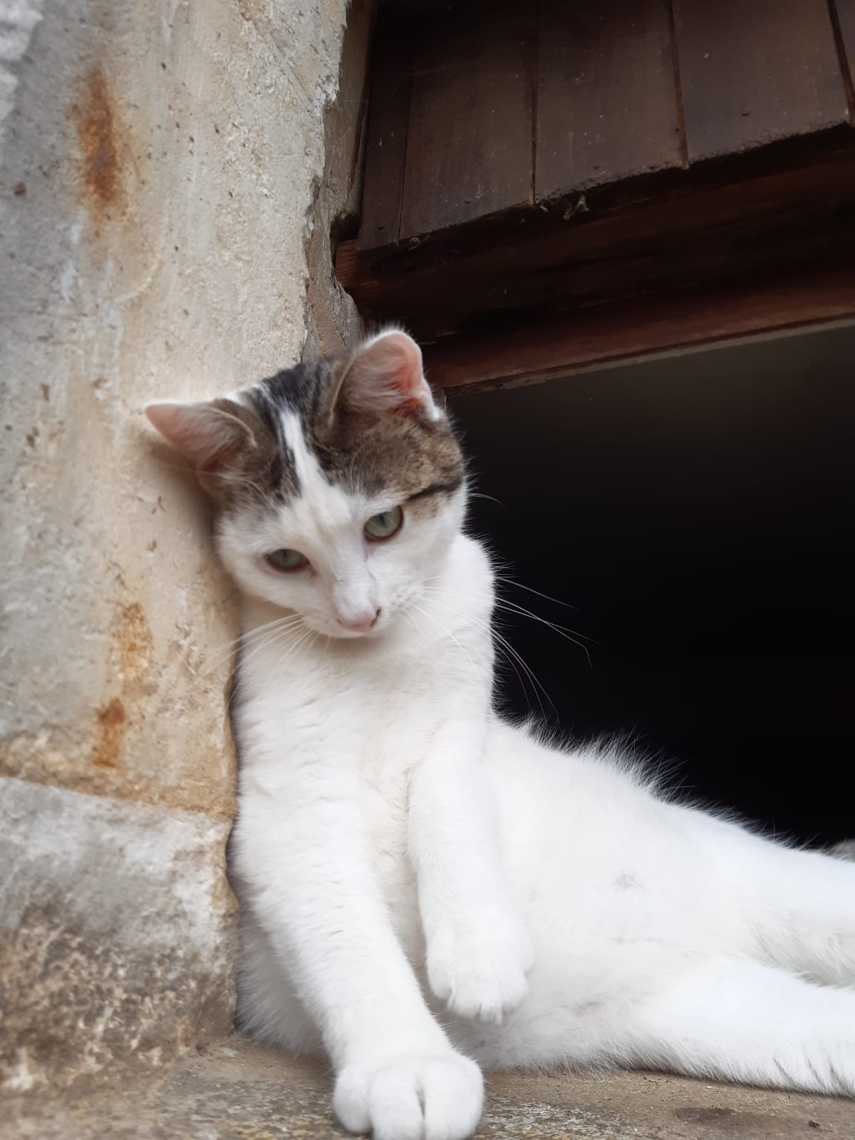 Image de Kiwi