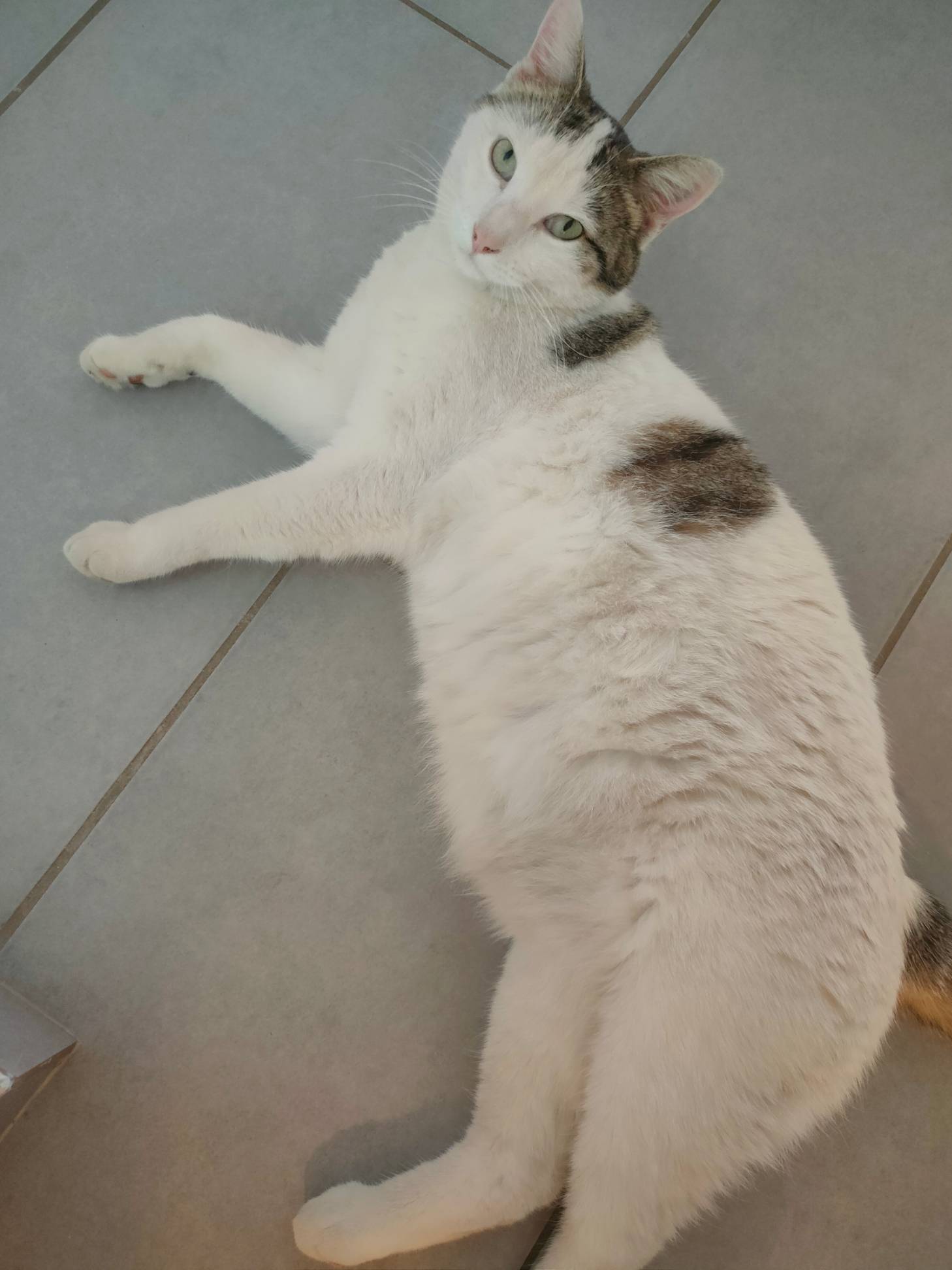 Image de Kiwi