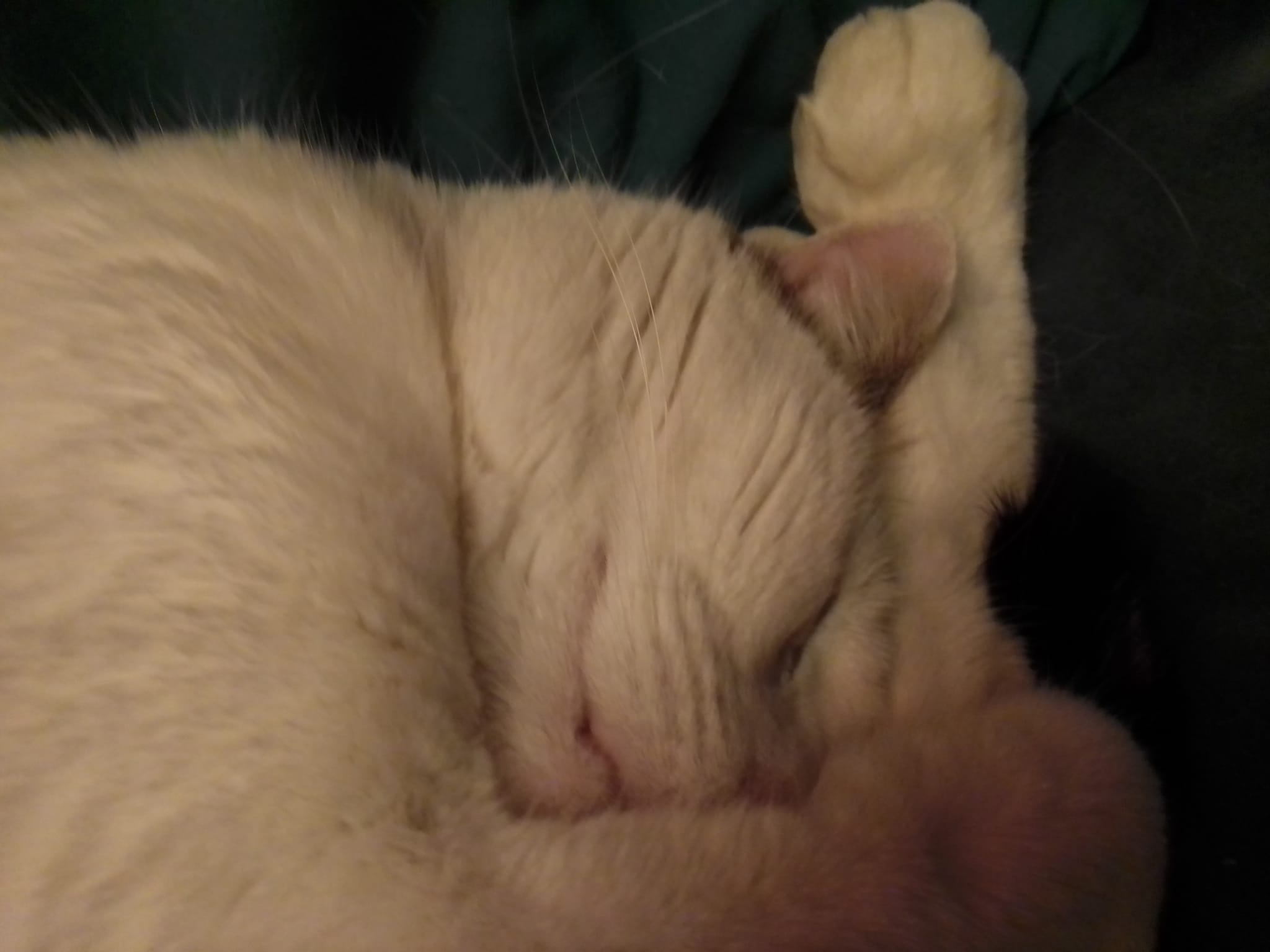 Image de Kiwi