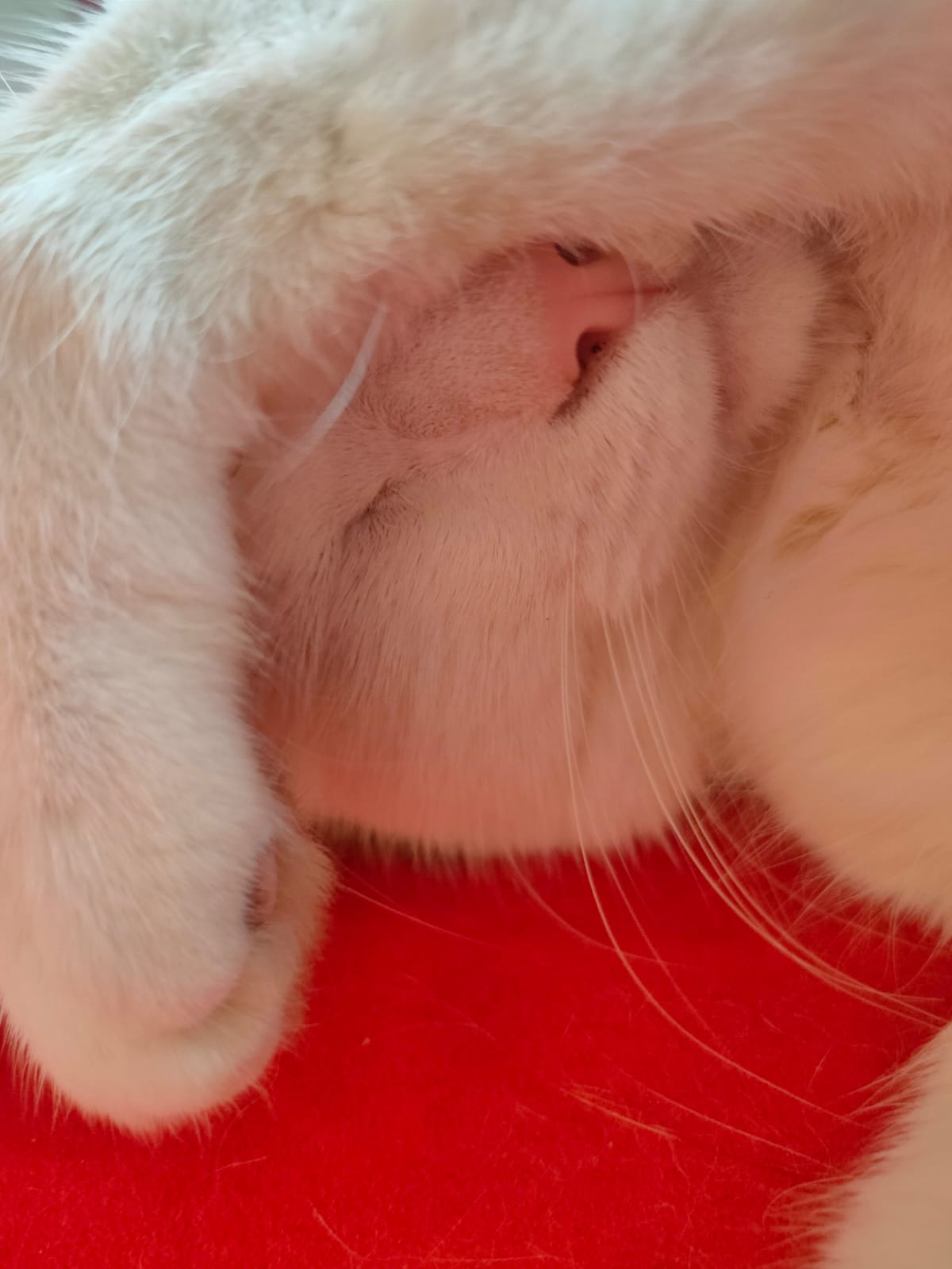 Image de Kiwi