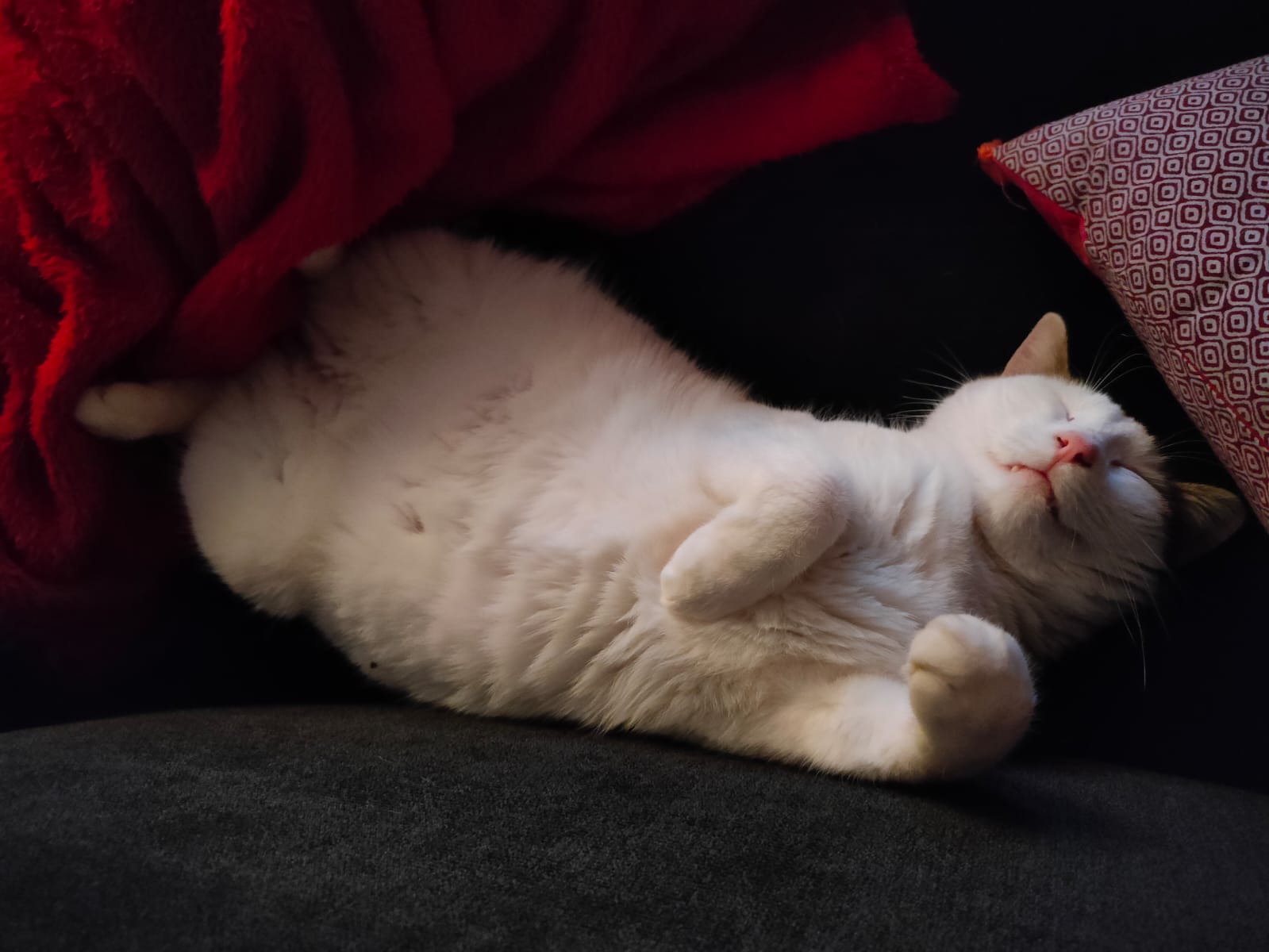 Image de Kiwi